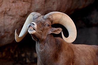 Desert Bighorn Sheep Ram<br/>Exhibiting The Flehmen Response