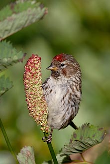 Common Redpoll