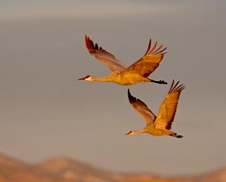 Sandhill Cranes In Flight