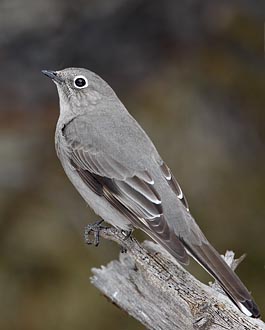 Townsend's Solitaire