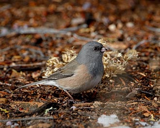 Pink-Sided Junco