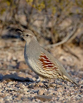 Female Gambel's Quail