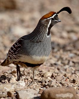 Male Gambel's Quail