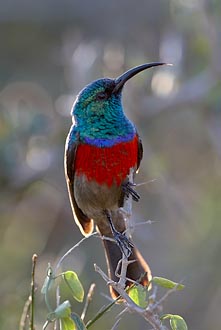 Greater Double-Collared Sunbird