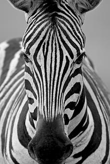 Chapman's Zebra