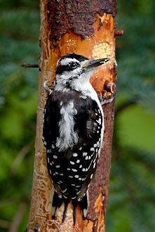 Hairy Woodpecker