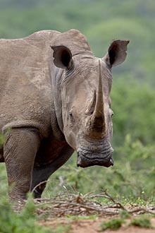 White Rhinoceros