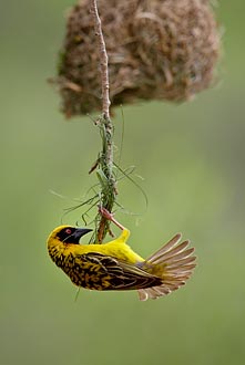 Spotted-Backed Weaver<br>Building A Nest