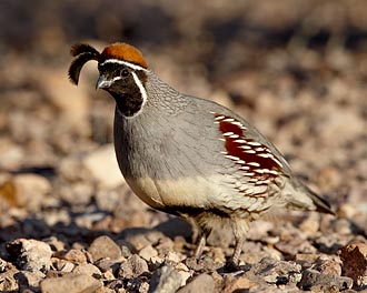 Male Gambel's Quail