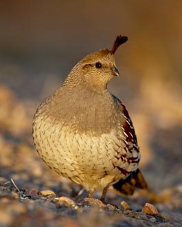 Female Gambel's Quail