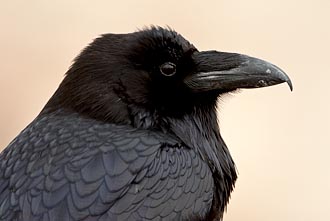 Common Raven