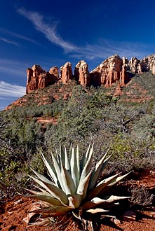 Red Rocks And Agave