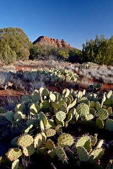 Prickly Pear Cactus And<br>Cockscomb Formation