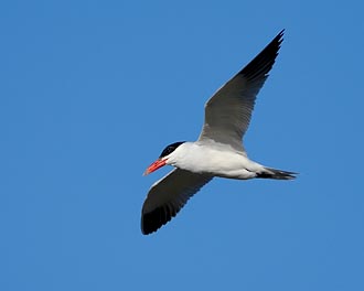 Caspian Tern