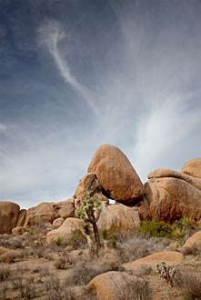 Joshua Trees, Boulders, And Clouds