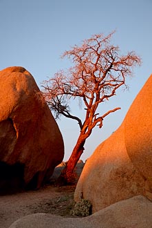 Bare Tree Sunrise