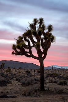 Joshua Tree Sunset