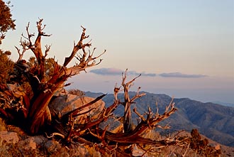 Juniper Sunset