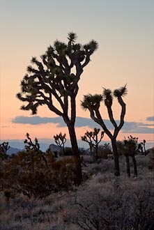 Joshua Tree Sunset