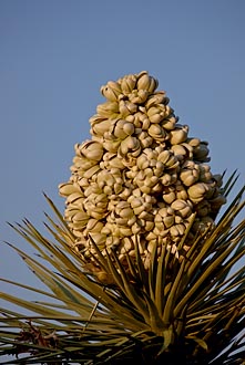 Joshua Tree Blossom