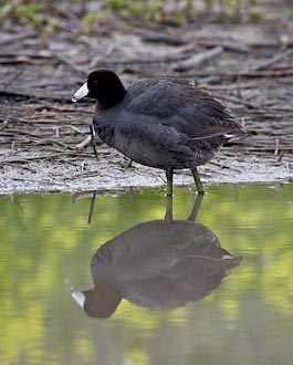 American Coot