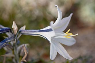 Desert Lily