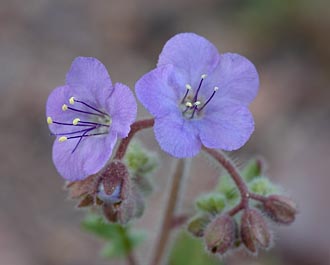 Blue-Eyed Scorpion-Weed