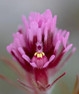 Purple Owl's Clover