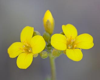 Gordon's Bladderpod