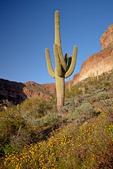 Saguaro Among Poppies