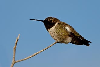 Black-Chinned Hummingbird