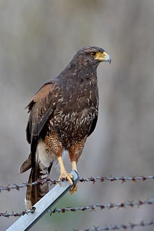 Harris's Hawk