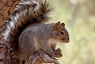 Arizona Gray Squirrel