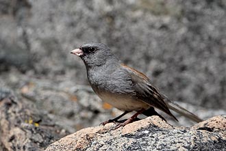 Gray-Headed Junco