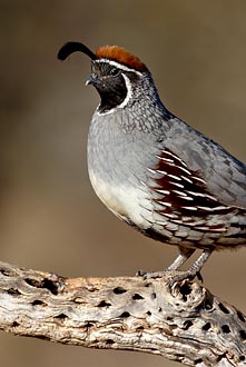 Male Gambel's Quail