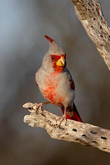 Male Pyrrhuloxia