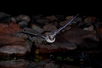 Big Brown Bat In Flight