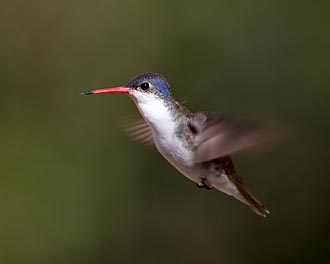 Violet-Crowned Hummingbird