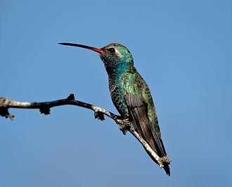 Broad-Billed Hummingbird