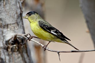 Male Lesser Goldfinch