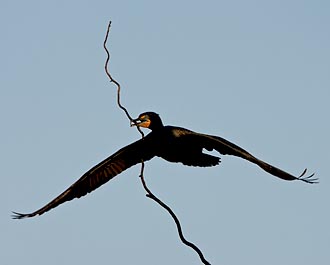 Double-Crested Cormorant With Nesting Material