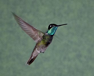 Male Magnificent Hummingbird