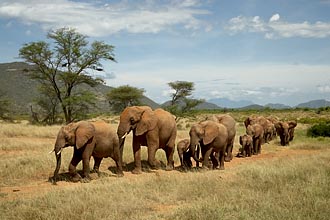 Line of African Elephants