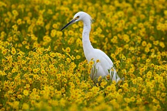 Snowy Egret in Wildflowers