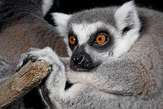 Ring-Tailed Lemur