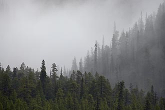 Foggy Hillside