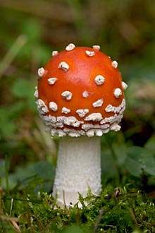 Fly Agaric