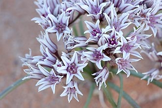 Prairie Wild Onion