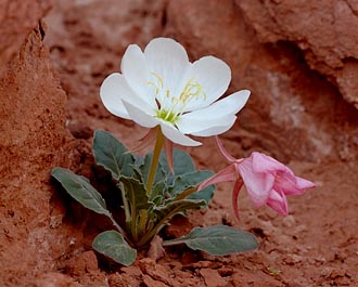 Dwarf Evening-Primrose