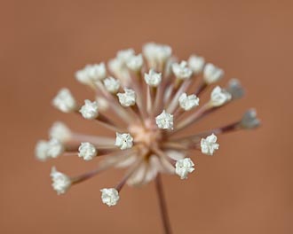 Stevia Dusty-Maiden